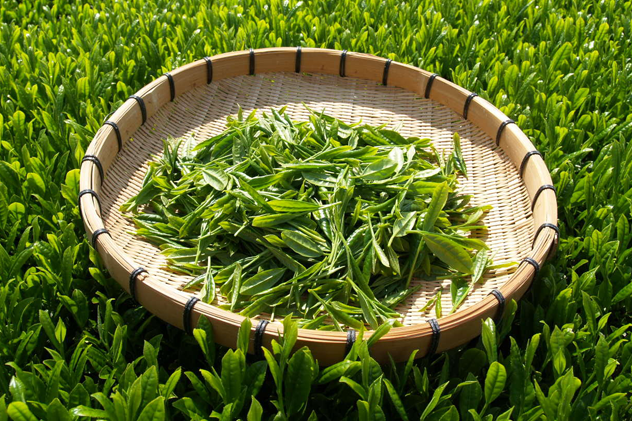 Major Components and Health Benefits of Japanese green tea